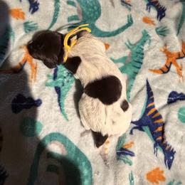 Yellow - Liver and white female German Shorthaired Pointer puppy in Jackson, Georgia from Rosengrace Gsps (formerly Tiner GSP’s)
