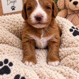 Leaves - Red  male Goldendoodle puppy in Burleson, Texas from Thompson Doodles
