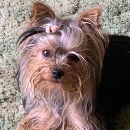 Yorkshire Terriers from Connie's Yorkshire Terriers