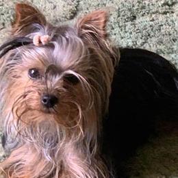Yorkshire Terriers from Connie's Yorkshire Terriers