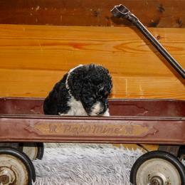 Rose - Tri-color female Bernedoodle puppy in Springfield, Missouri from Doodle Dandy Bernedoodles