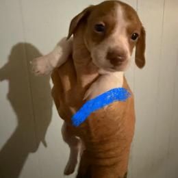 Boy 2 - Red male Dachshund puppy in Paisley, Florida from Pantheon Dachshunds