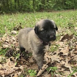 Girl 3- Velvet - Fawn female Anatolian Shepherd Dog puppy in La Grange, Georgia from Florida Anatolian Shepherds