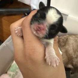 Girl 1 - Black and white female Shih Tzu puppy in Ft Mc Coy, Florida from Everlasting Shih Tzu