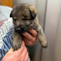 A1-10 Sable Boy - Mr. Orange - Sable male German Shepherd puppy in Lincoln, California from Valor-K9s