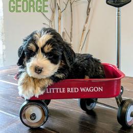 George - Tri-color male Bernedoodle puppy in Cambridge, Minnesota from Country Meadow Doodles