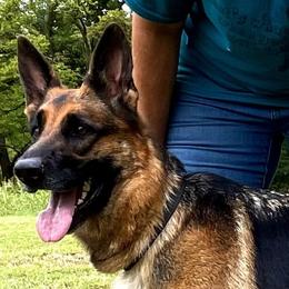 Merreigh - German Shepherd