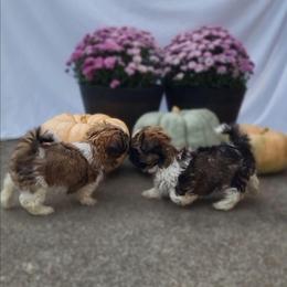 Lucky Boy OFA DNA - Gold and white male Shih Tzu puppy in Troutville, Virginia from BRIAR HOUSE of Mountain Pass