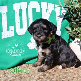 Oliver - Tri-color male Bernedoodle puppy in Heyworth, Illinois from Cobble Creek Puppies