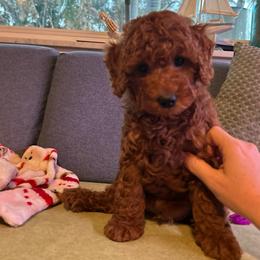 Basil - Red  male Poodle puppy in Jensen Beach, Florida from Pineapple Poodles