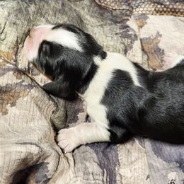 Hunter - Tri-Roan male English Springer Spaniel puppy in Derby, Vermont from Ledge N' Tree English Springer Spaniels