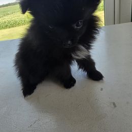 Girl 2 - Black female Pomeranian puppy in Anna, Ohio from Bernings Pomeranians
