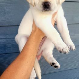 Labrador Retriever Puppies from Gwyneira labs of Idaho