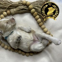 Miniature Schnauzer Puppies from Forever Schnauzers