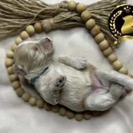 Miniature Schnauzer Puppies from Forever Schnauzers