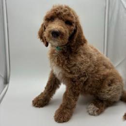 11. DAISY - TURQUOISE COLLAR GIRL - Apricot female Goldendoodle puppy in Charlo, Montana from Heavenly Hilltop Farm