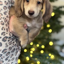 Dachshund Puppies from Rustic Bark Page's Dachshunds