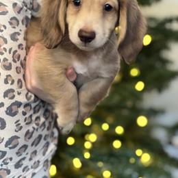 Dachshund Puppies from Rustic Bark Page's Dachshunds