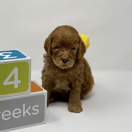 Australian Labradoodle Puppies from Pacific Coast Doodles