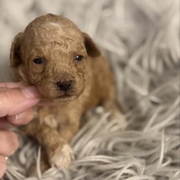 Sunny - Apricot female Poodle puppy in Poplarville, Mississippi from Southern Belle Poodles