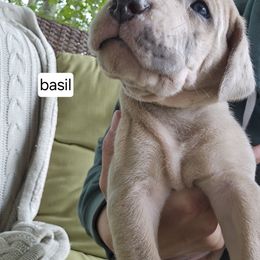 Great Dane Puppies from Harrison Danes