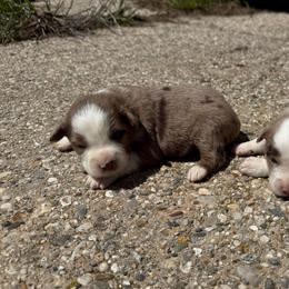 Enzo - Red merle male Miniature Australian Shepherd puppy in Marion, Michigan from Highland Hills Mini Aussies