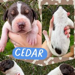CEDAR - Chocolate and white male Great Dane puppy in Wellsville, New York from Prophecy Danes