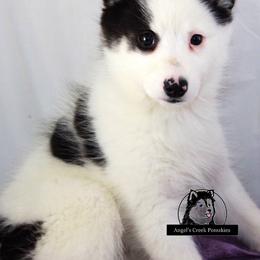 Pomsky Puppies from Angel's Creek Pomskies