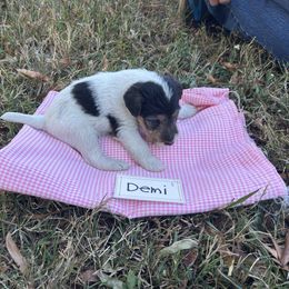 Demi - White tan and black female Wire Fox Terrier puppy in Timberlake, North Carolina from Lyndon Meadow Farm