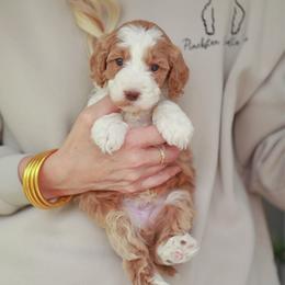 Rawlings - Red male Bernedoodle puppy in Jackson, Missouri from Pincksten Family Doodles