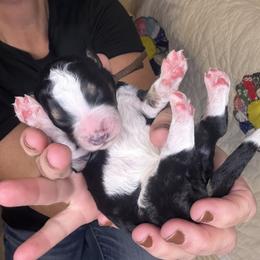 Java - Tri-color male Bernedoodle puppy in Pittsburg, Illinois from Doodles on Rock Creek