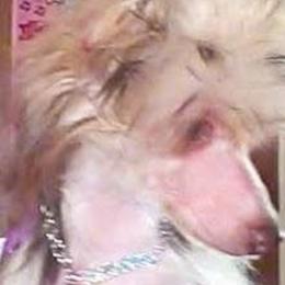Chinese Cresteds from Sakkarra Chinese Crested Dogs and Art