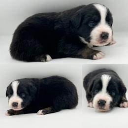 Black tri male 2 - Black tri male Miniature Australian Shepherd puppy in Brooker, Florida from Honey, I Shrunk the Aussies