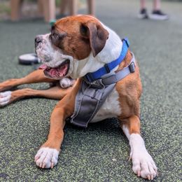 Boxer Puppies from Classic City Boxers
