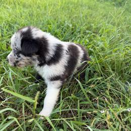 Blue Merle Female 2 - Blue merle female Australian Shepherd puppy in Hubbard, Texas from Poston Paddock Aussies LLC