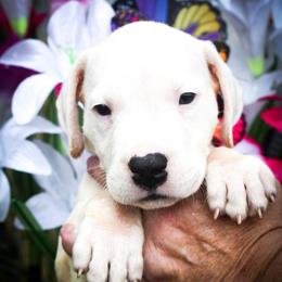 Blue collar- 'Eros' - White male Dogo Argentino puppy in San Diego, California from Debonair Dogos