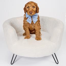 Teddy - Apricot male Australian Labradoodle puppy in Leicester, North Carolina from Paws For All Labradoodles
