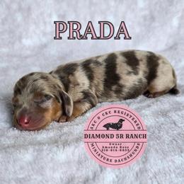 PRADA - Dapple female Dachshund puppy in Columbia, Louisiana from Diamond 5R Ranch AKC & CKC Miniature Dachshunds