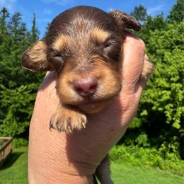 Hamilton - Chocolate and tan male Dachshund puppy in Knoxville, Tennessee from East TN Dachshunds