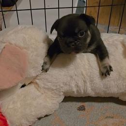 Male tri - Tricolors male French Bulldog puppy in Phoenix, Arizona from ANE French Bulldogs
