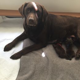 Labrador Retriever Puppies from Dunn’s Marsh Labradors