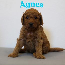 Agnes - Red  female Goldendoodle puppy in College Station, Texas from Em & El Doodles