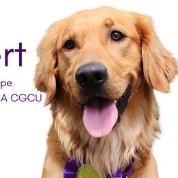 Owlbert - Golden Retriever