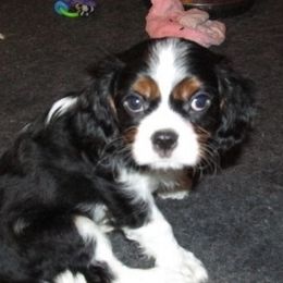 Cavalier King Charles Spaniel Puppies from Oakdale Cavaliers