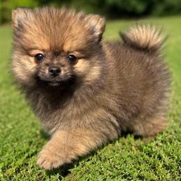 Sprout - Orange sable male Pomeranian puppy in Buck Valley, Pennsylvania from Buck Valley Pomeranians