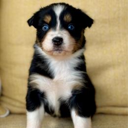 Shanendoah - Black tri-color female Australian Shepherd puppy in Beaverdam, Virginia from Cimmarun Farm Aussies