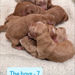 Boy 5 - male Goldendoodle puppy in Millersburg, Ohio from Millersburg Paws, LLC.