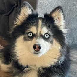 Pomskies from Mingus Mountain Pomskys