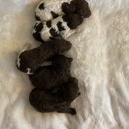 Goldendoodle Puppies from First Mountain Doodles