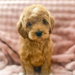 Jackie - Red  male Goldendoodle puppy in Garden Grove, California from Sunkissed Doodles